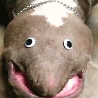 Bewegter Picturedump 256