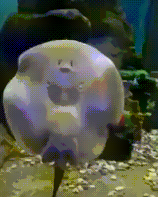 Bewegter Picturedump 495