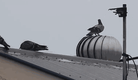 Bewegter Picturedump 343