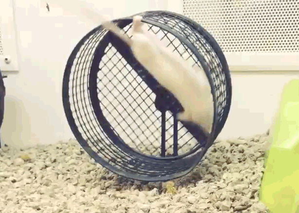 Bewegter Picturedump 456