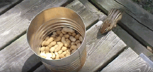 Bewegter Picturedump 330