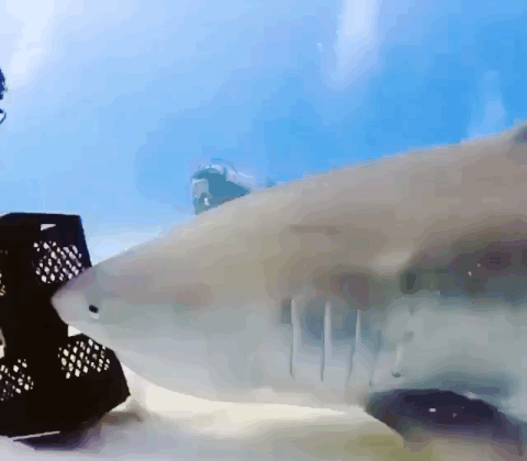 Bewegter Picturedump 352