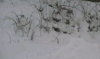 Bewegter Picturedump 265