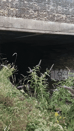 Bewegter Picturedump 491