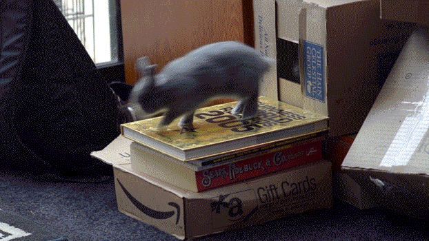 Bewegter Picturedump 426