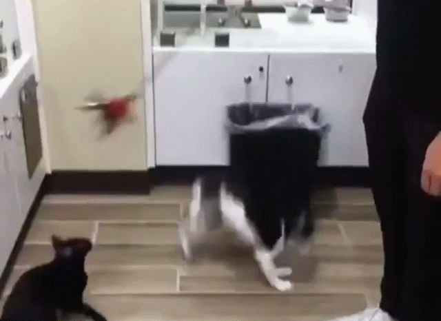 Bewegter Picturedump 426