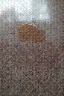 Bewegter Picturedump 461