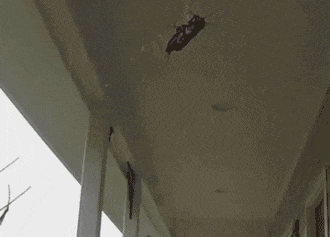 Bewegter Picturedump 461