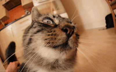 Bewegter Picturedump 461