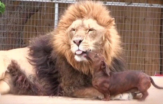 Bewegter Picturedump 461