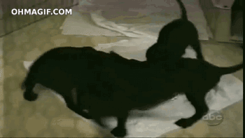 Bewegter Picturedump 117