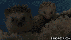 Bewegter Picturedump 138 / Bild 8 Bewegter Picturedump 138