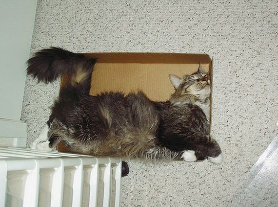 Katzen in Boxen