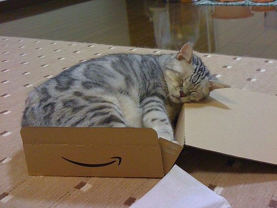 Katzen in Boxen