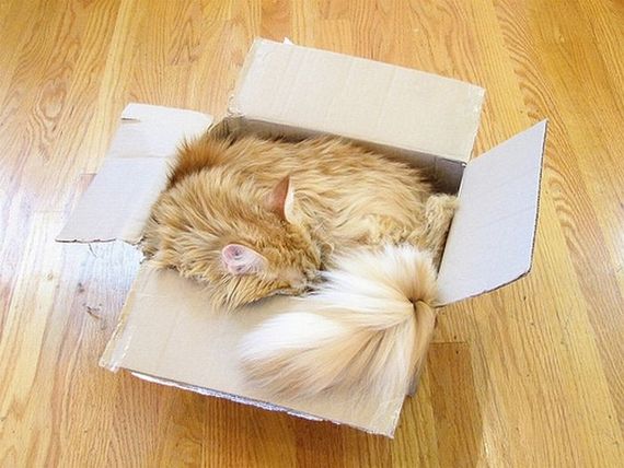 Katzen in Boxen