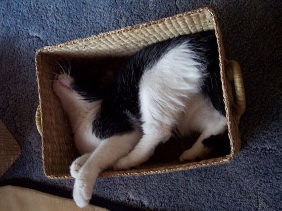 Katzen in Boxen