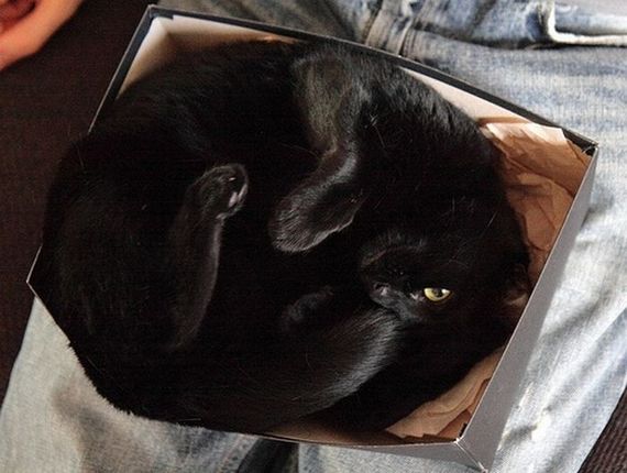 Katzen in Boxen