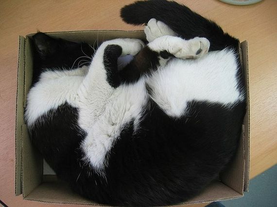 Katzen in Boxen