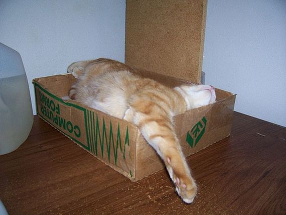 Katzen in Boxen