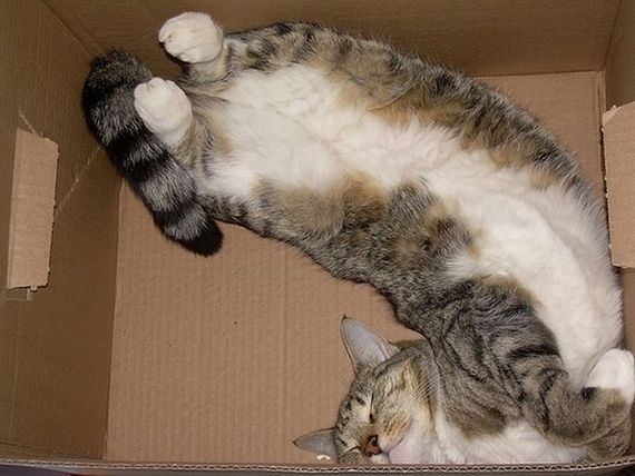 Katzen in Boxen