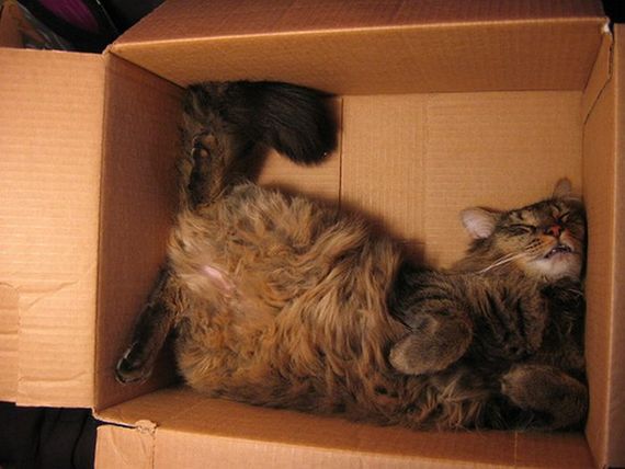 Katzen in Boxen