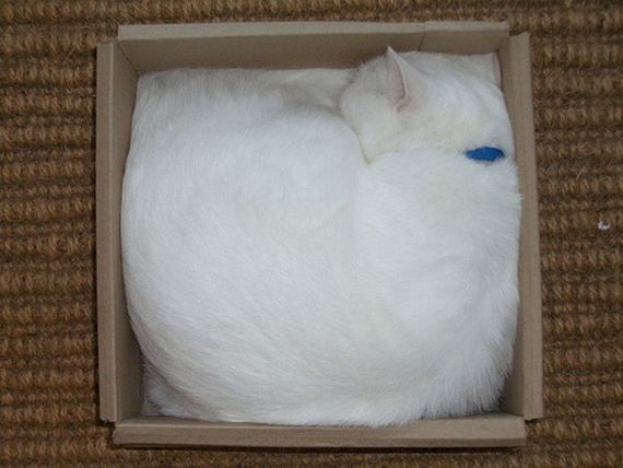 Katzen in Boxen