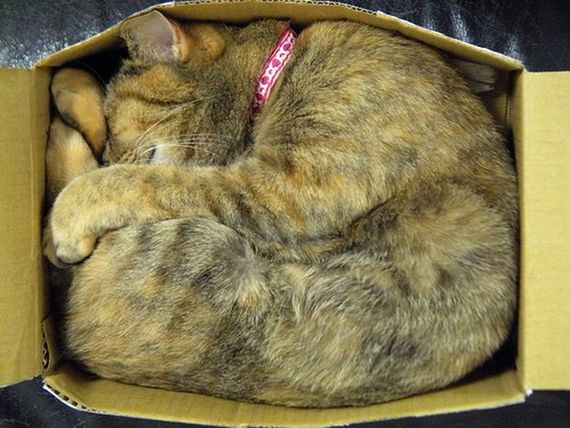 Katzen in Boxen