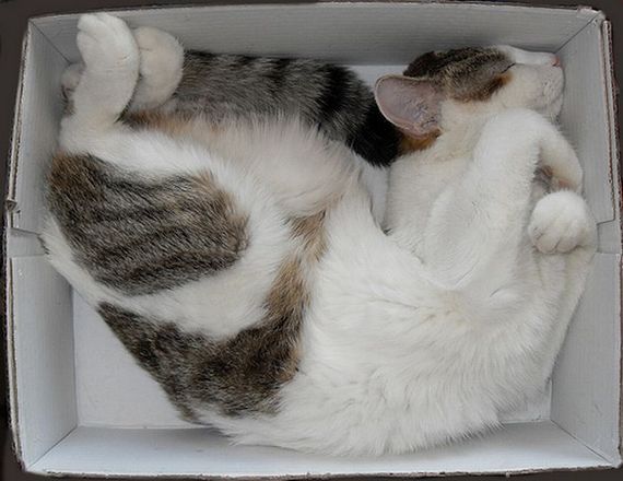 Katzen in Boxen