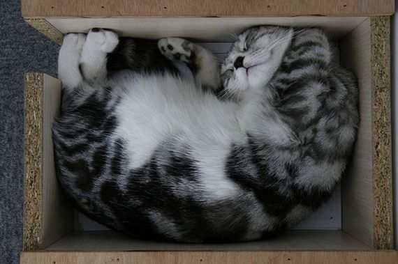 Katzen in Boxen