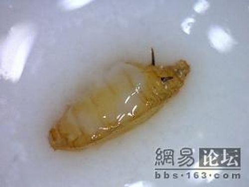 #04 Was schwimmt denn da in meiner Milch?