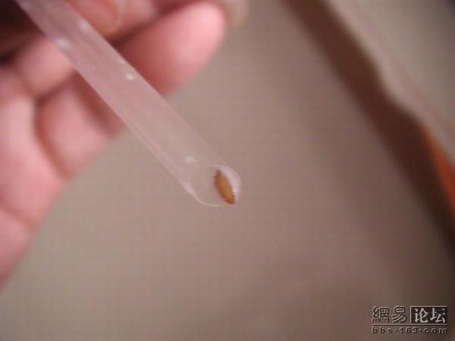 #08 Was schwimmt denn da in meiner Milch?