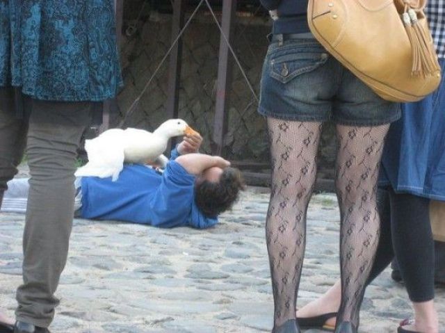 Wenn sich die Menschen mit Tieren anlegen