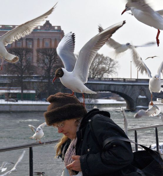 Wenn sich die Menschen mit Tieren anlegen