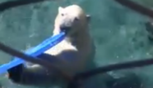 Eisbär hält sein Gehege sauber