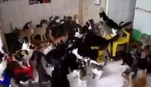 Mal die Katzen füttern