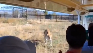 Gruppenkuscheln auf der Safari