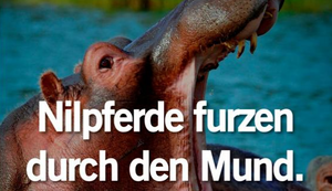 Nilpferde furzen durch den Mund