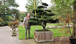 Japanischer Garten Bonsai