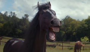 Da lachen ja die Pferde