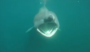 Begegnung mit einem Riesenhai