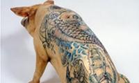 Schweinische Tattoos