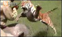 tiger attacke