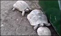 wütende schildkröte