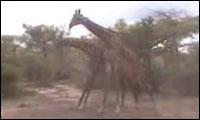 Giraffen Kampf