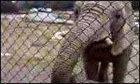 Rülpsender Elefant