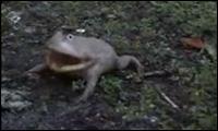 Crazyfrog