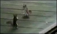 Eichhörnchen fight