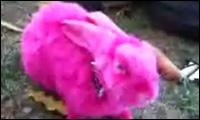 Pinker Hase