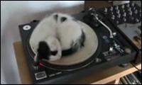 Spinning Kitten