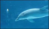 Delfin spielt mit Luftringen